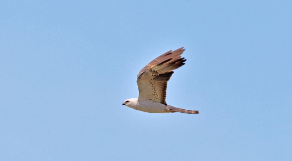 Mississippi Kite In Flight Florida Keys Hawk Watch 2014 b